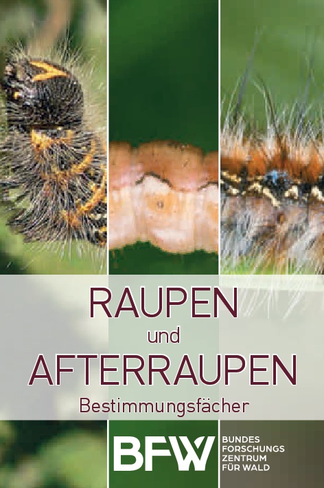 Bestimmungsf&#228;cher Raupen und Afterraupen